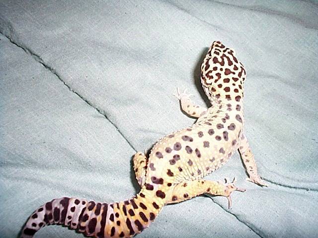 Speedy