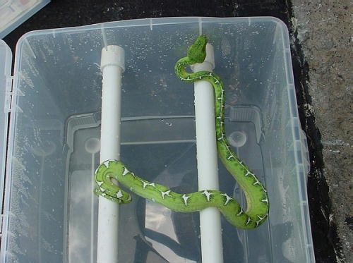 Barbwire Female