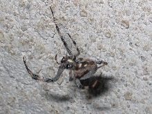 ID this spider please!  (1 of 4)