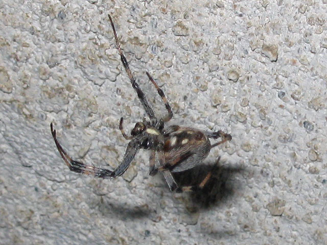 ID this spider please!  (1 of 4)