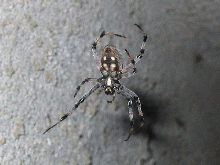 ID this spider please!  (2 of 4)