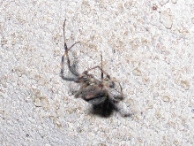 ID this spider please!  (3 of 4)