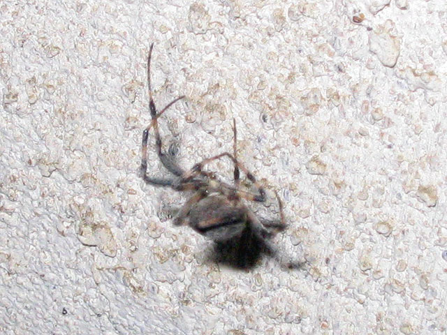 ID this spider please!  (3 of 4)