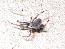 ID this spider please!  (4 of 4)