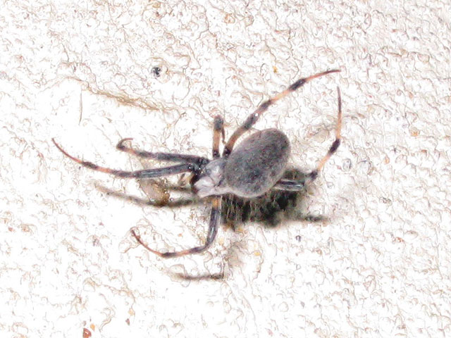 ID this spider please!  (4 of 4)