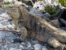 male on little Cayman