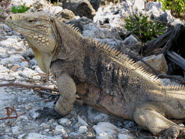 male on little Cayman