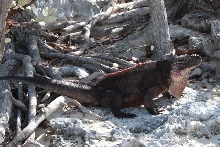 C.figginsi