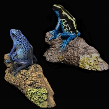 Dendrobates Tincs