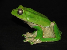P.bicolor.jpg