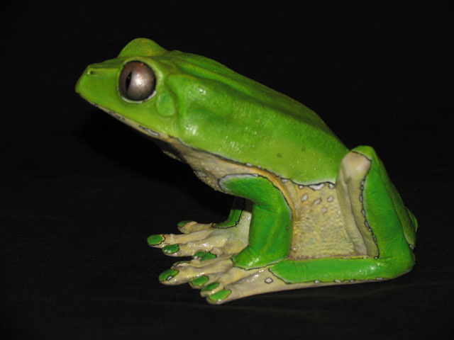 P.bicolor.jpg