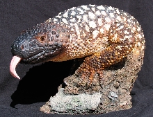 heloderma horridum sp