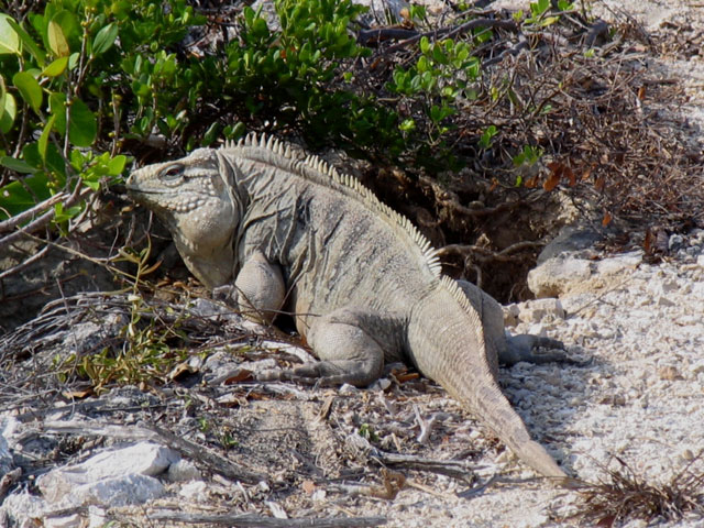 big cayman