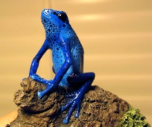 blue dart