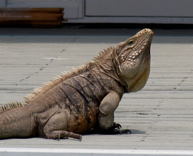 caymanensis at the museum