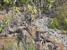cornuta in Pedernalles