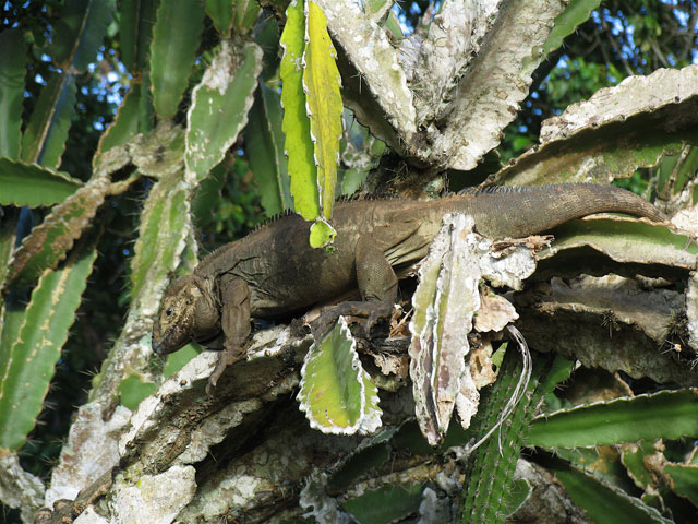 cornuta in tree