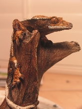crested Gecko2