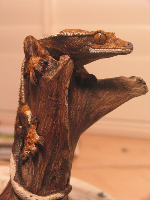 crested Gecko2