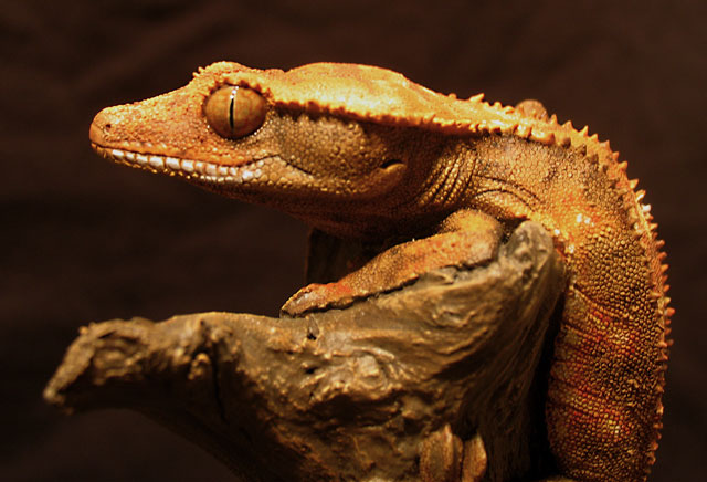 crested Gecko CU