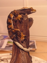 crested Gecko