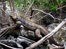 C caymanensis5.06.jpg