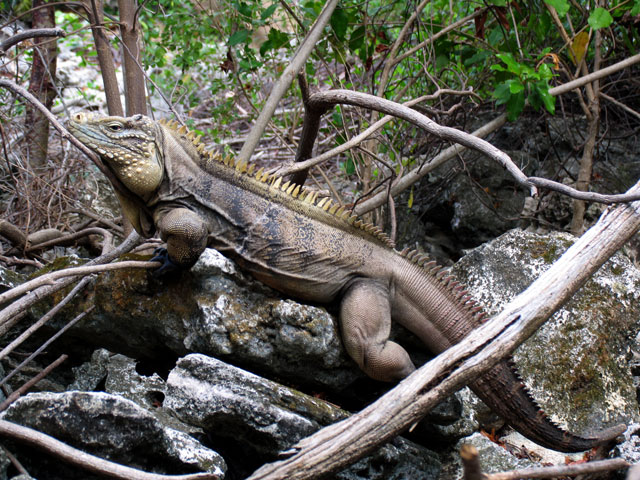 C caymanensis5.06.jpg