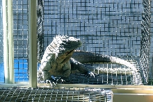 cayman3.11.08