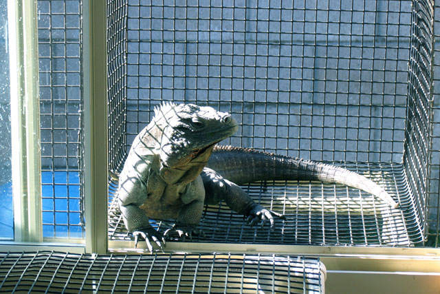 cayman3.11.08