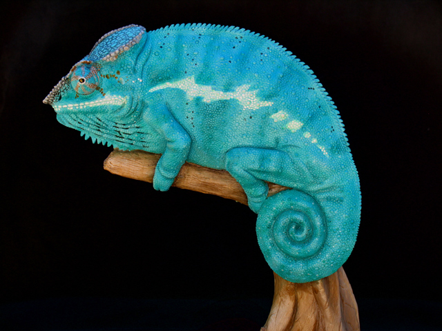 nosy be chameleon