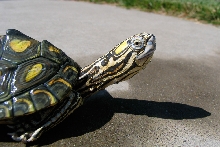 yellow Blotched Map Turtle