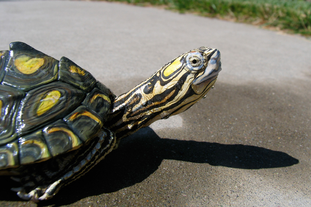 yellow Blotched Map Turtle