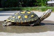 yellow Blotched Map Turtle