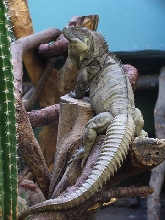 ZooDom Ricord Male