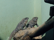 ricord hatchlings at ZooDom