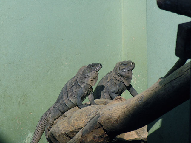 ricord hatchlings at ZooDom
