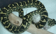 Jake