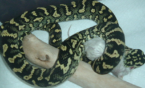 Jake