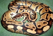Bogart