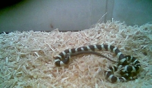 Eat that Garter snake King George!