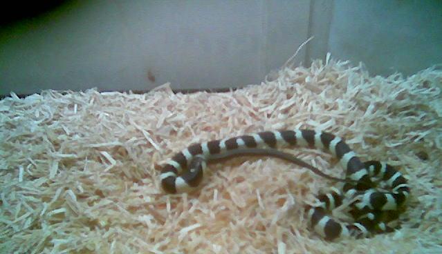 Eat that Garter snake King George!