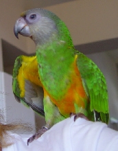 Adler Reciting Shakespeare
