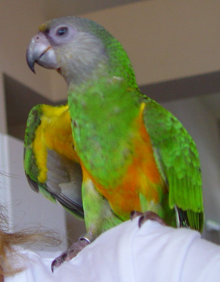 Adler reciting Shakespeare