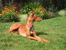 Lawn ornament