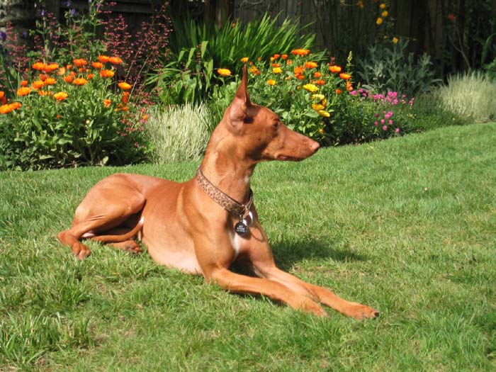 Lawn ornament