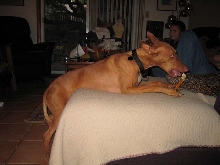 casual chew