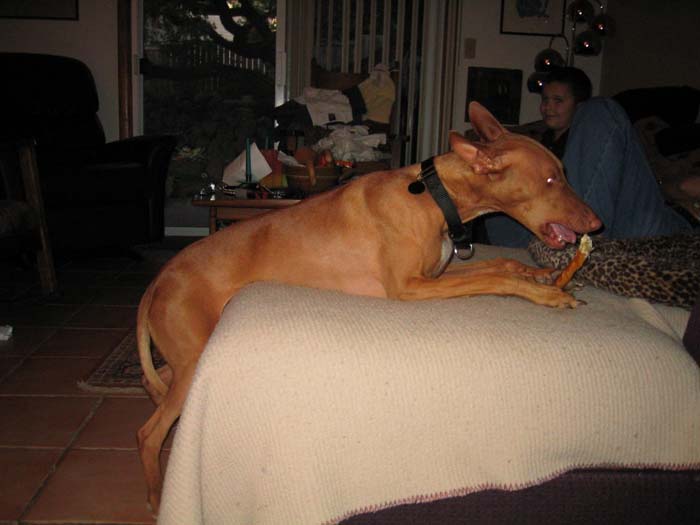 casual chew