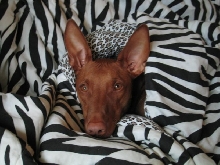 Find the Pharaoh Hound