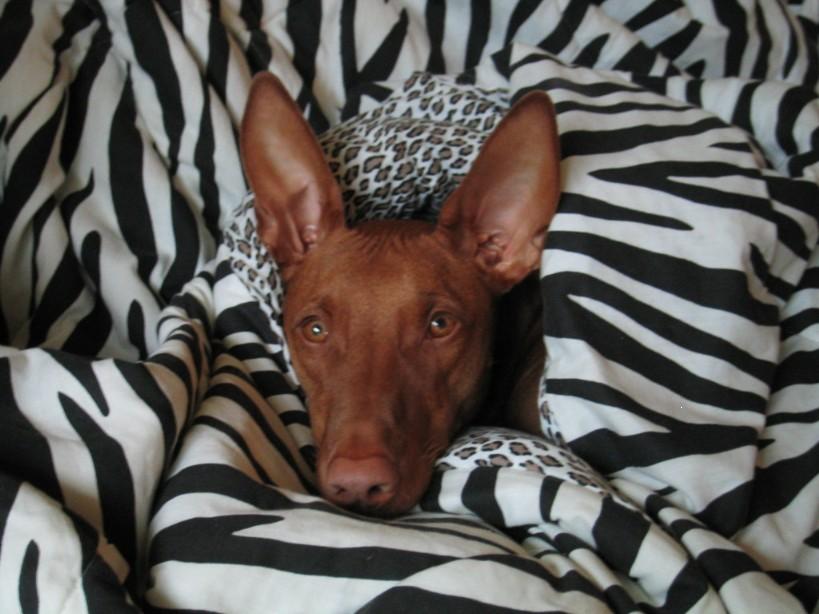 Find the Pharaoh Hound