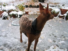 First snow for Siris